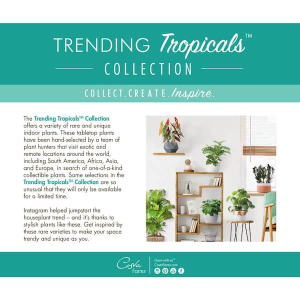 Costa Farms Trending Tropicals Collection The Home Depot