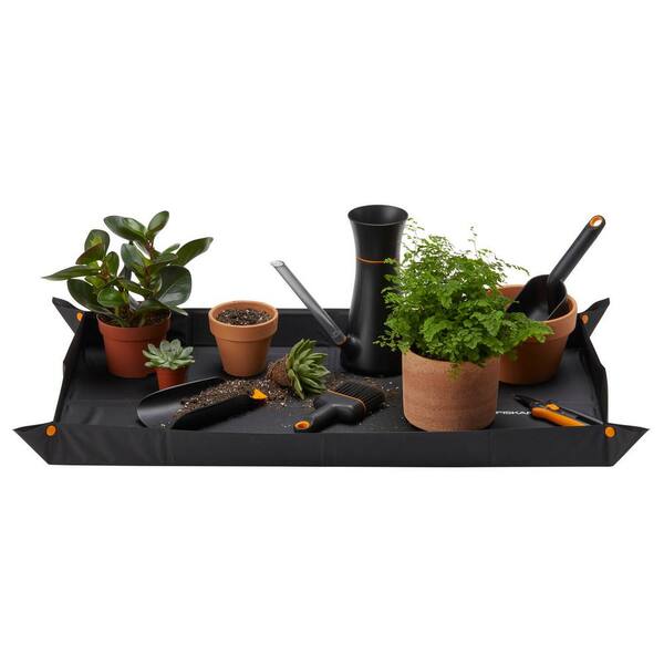 plant painted lady Philodendron Painted Lady (Tissue Culture Plant in Jiffy bag)  vridhigarden