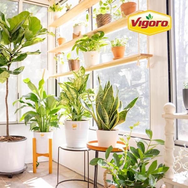Best Indoor Plants for Your Home or Office - The Home Depot