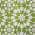 Lime color or pattern variation