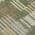 Olive color or pattern variation