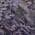 Eggplant color or pattern variation