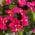 Pink color or pattern variation