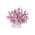 Plum color or pattern variation