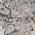 Delicatus White