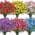 Multi-Colored color or pattern variation