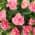 Pink color or pattern variation