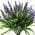 Purple color or pattern variation
