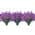 Purple color or pattern variation