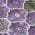 Plum color or pattern variation