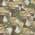 Olive color or pattern variation