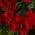 Red color or pattern variation