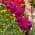 Purple color or pattern variation