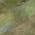 Olive color or pattern variation