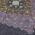 Plum color or pattern variation