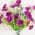 Purple color or pattern variation