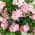 Pink color or pattern variation