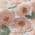 Pink Blossoms color or pattern variation