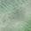 Fern color or pattern variation