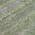 Olive color or pattern variation