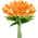 Orange color or pattern variation