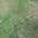 Green color or pattern variation