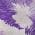 Purple color or pattern variation