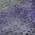 Purple color or pattern variation