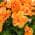 Orange color or pattern variation