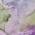 Purple color or pattern variation