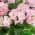 Pink color or pattern variation