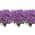 Purple color or pattern variation