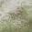 Green color or pattern variation