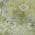 Green color or pattern variation
