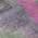 Blush color or pattern variation