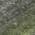 Olive color or pattern variation