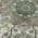 Green color or pattern variation