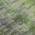 Olive color or pattern variation