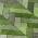 Olive color or pattern variation