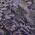 Eggplant color or pattern variation