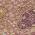 Eggplant color or pattern variation