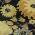 Black color or pattern variation