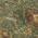 Fern color or pattern variation