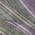 Plum color or pattern variation