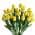 Yellow color or pattern variation