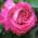 Paradise with Pink flowers color or pattern variation