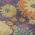 Purple color or pattern variation