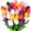 Multi-Colored color or pattern variation