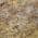 Wheat color or pattern variation
