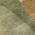 Fern color or pattern variation